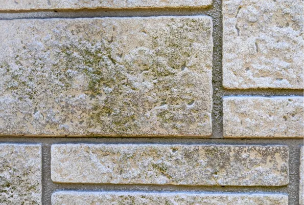 外壁の劣化症状のカビ・コケ